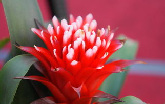 花间拾韵 芬芳世界中的诗意与深思