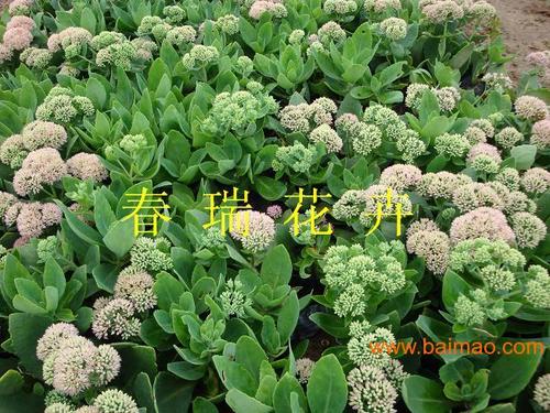 卖家 农业 花卉植物 室外植物 >景天,鸢尾,玉簪,萱草生产厂家 点击