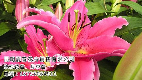 源头直供，绿满盛夏——记夏春花卉与绿化苗木厂家销售之道