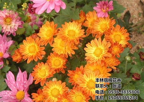 地被菊选购指南 丰林宿根花卉厂家在线咨询服务解析 —— 以衢州地区种植为例