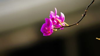 花卉 自然之美的绚烂诗篇